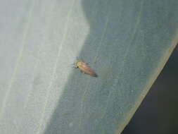 Image of Psyllid