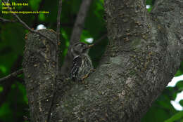 Image of Japanese Pygmy Woodpecker