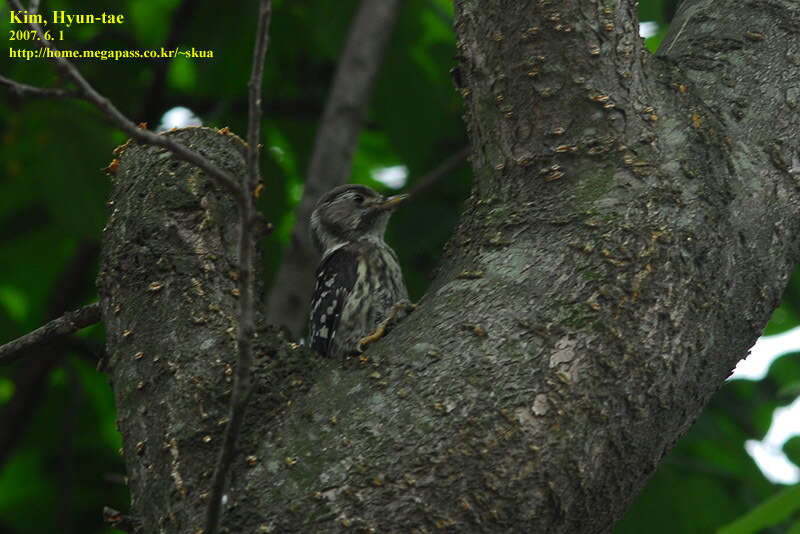 Image of Japanese Pygmy Woodpecker