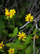 Слика од Arnica latifolia Bongard