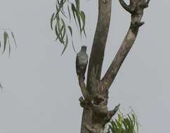 Image of Grey-bellied Cuckoo