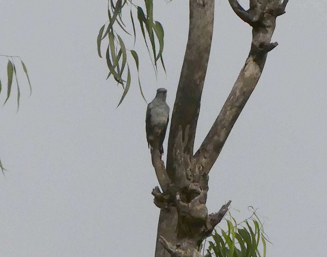 Image of Grey-bellied Cuckoo