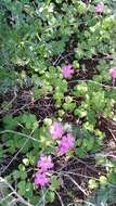 Image of red-flower woodsorrel