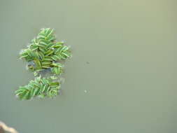 Image of floating watermoss