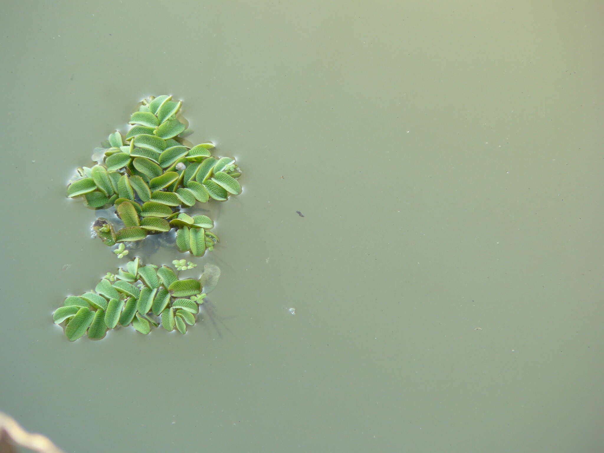 Image of floating watermoss