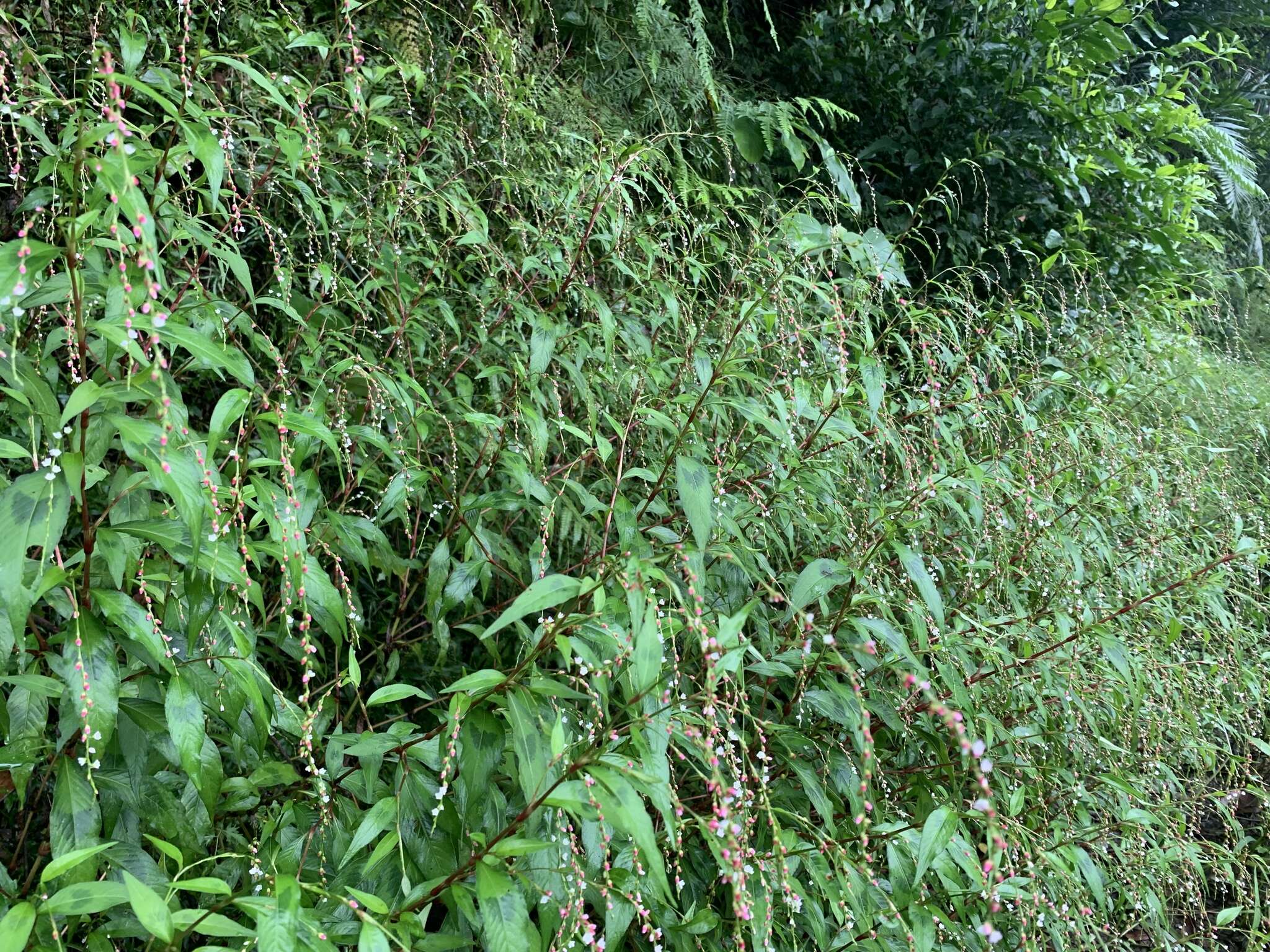 صورة Persicaria pubescens (Bl.) Hara