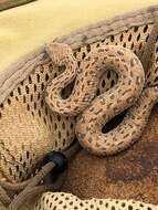 Image of Dwarf Puff Adder