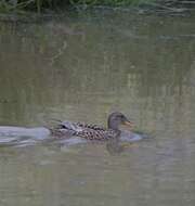 صورة Mareca strepera strepera (Linnaeus 1758)