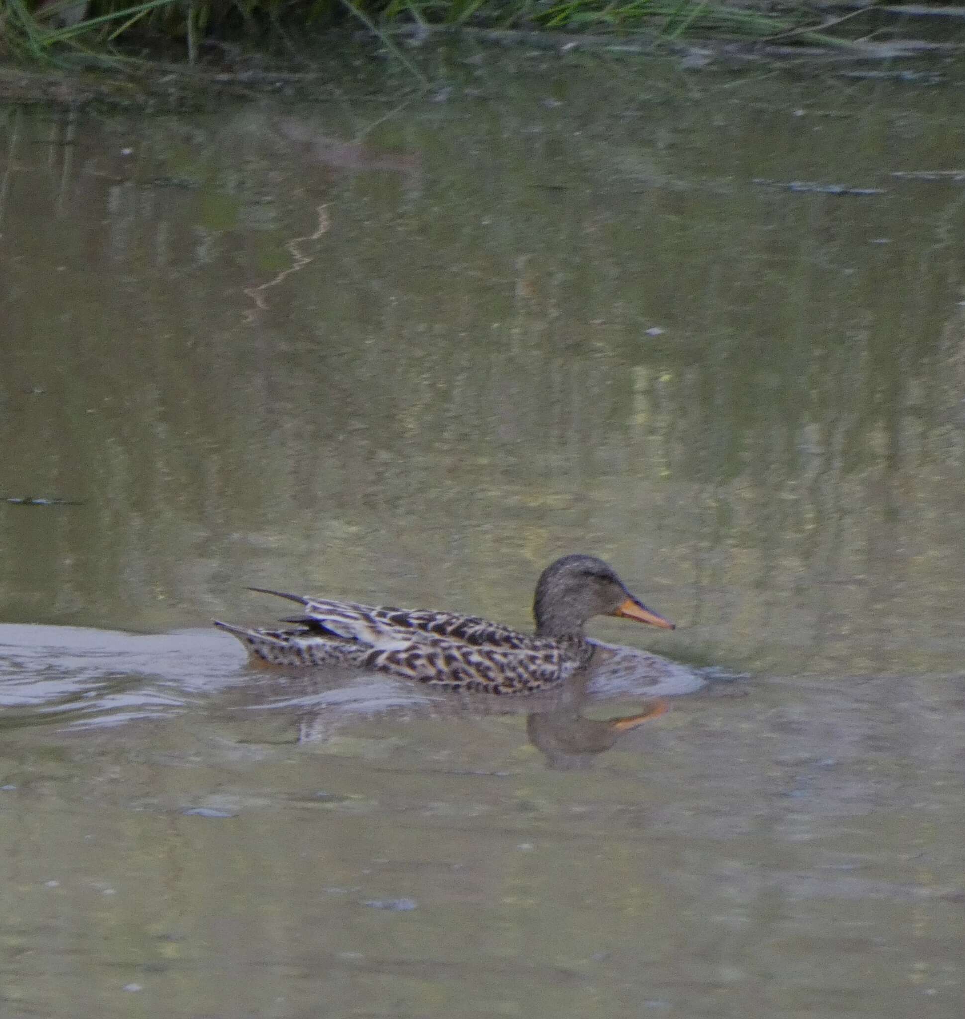 Imagem de Mareca strepera strepera (Linnaeus 1758)