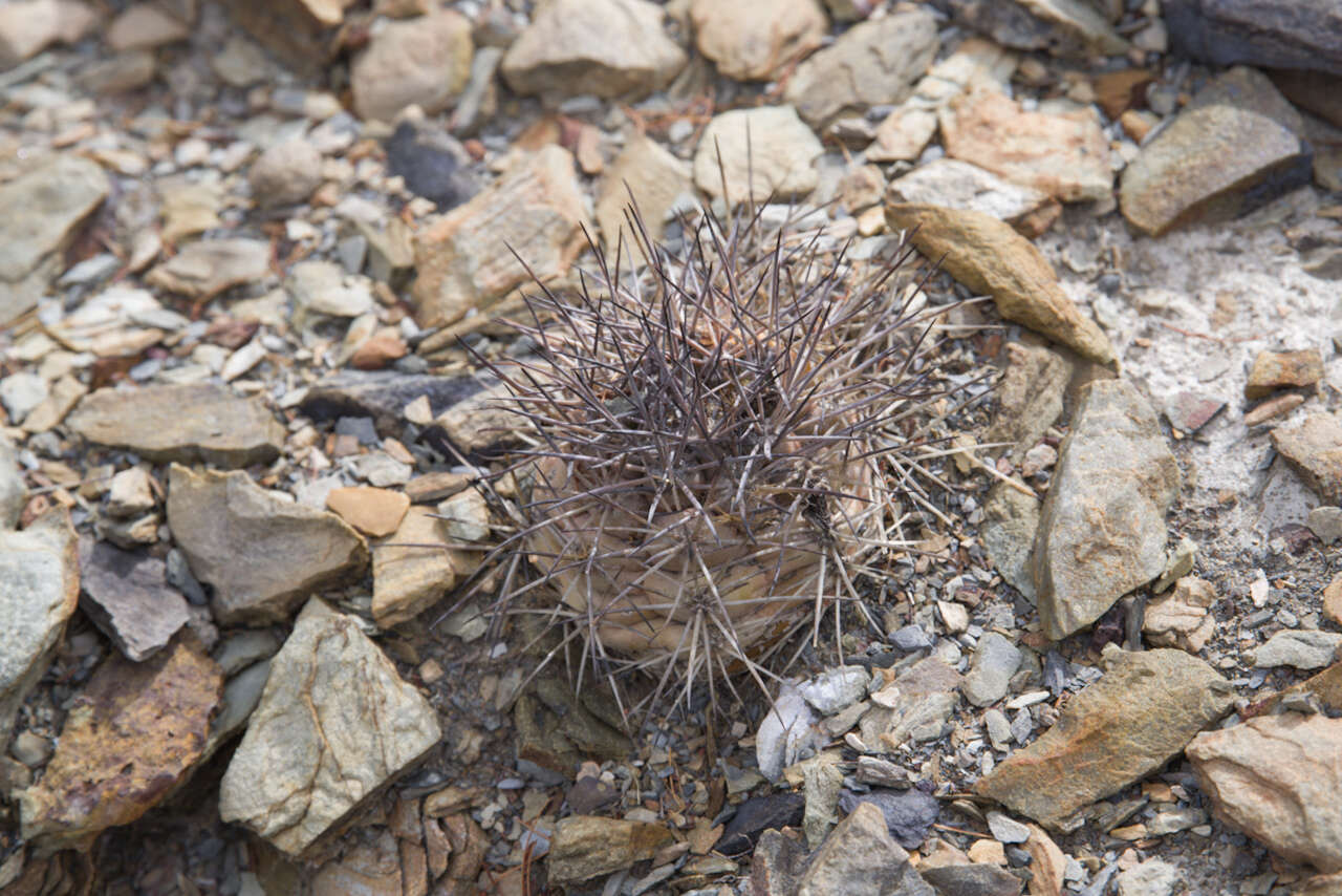 Image of Rebutia neumanniana (Werderm.) D. R. Hunt