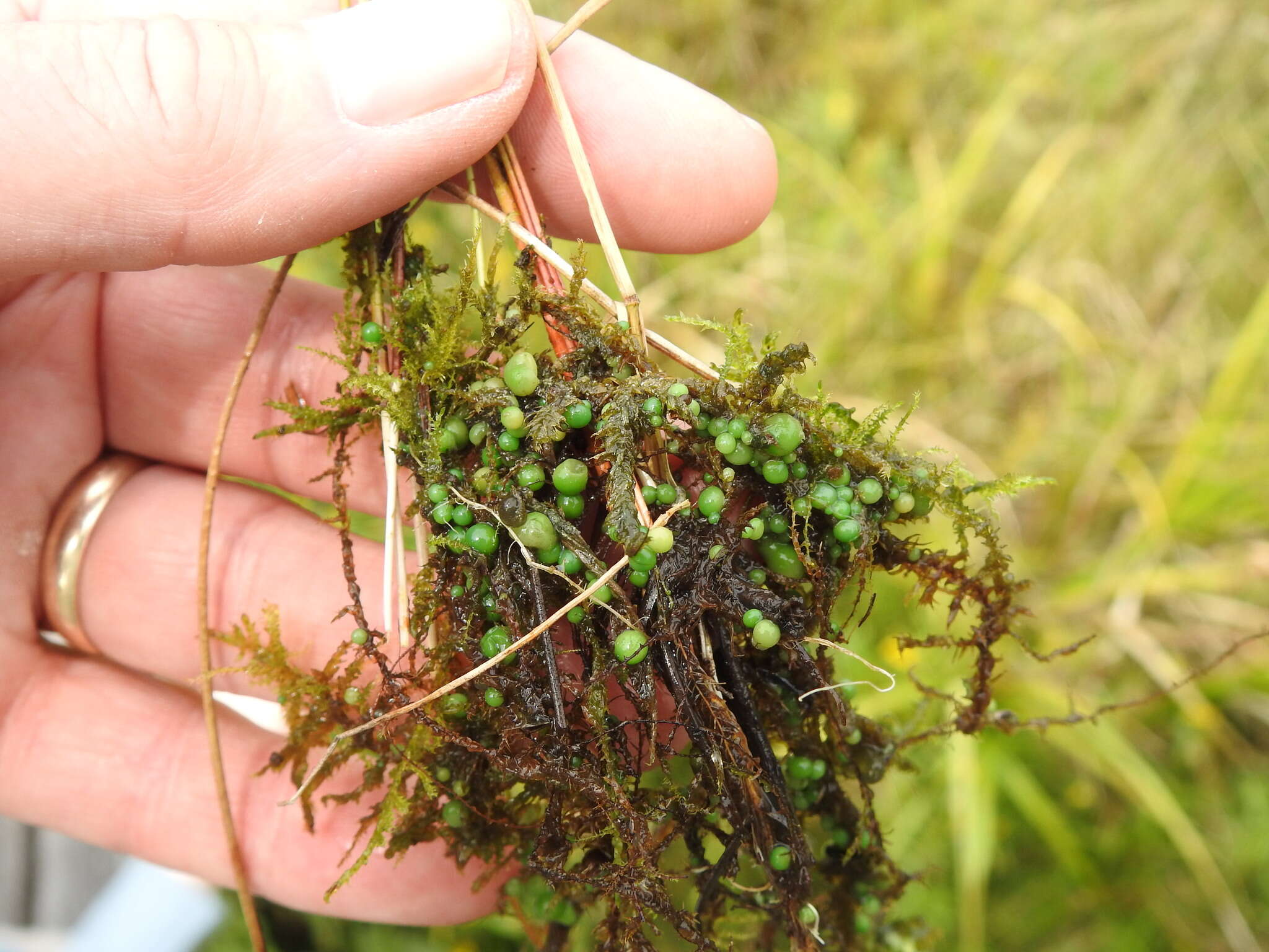 Image of <i>Nostoc coeruleum</i>