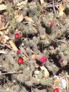 Image of Austrocylindropuntia shaferi (Britton & Rose) Backeb.