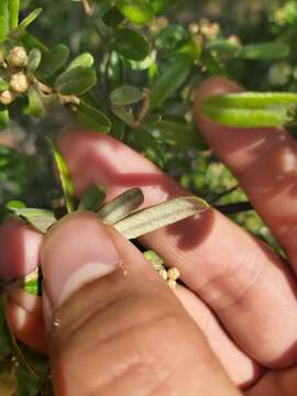 Image of Phebalium squamulosum subsp. argenteum Paul G. Wilson