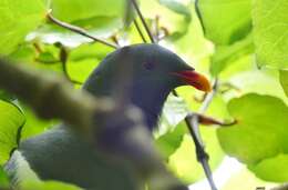 Image of Chatham Island pigeon