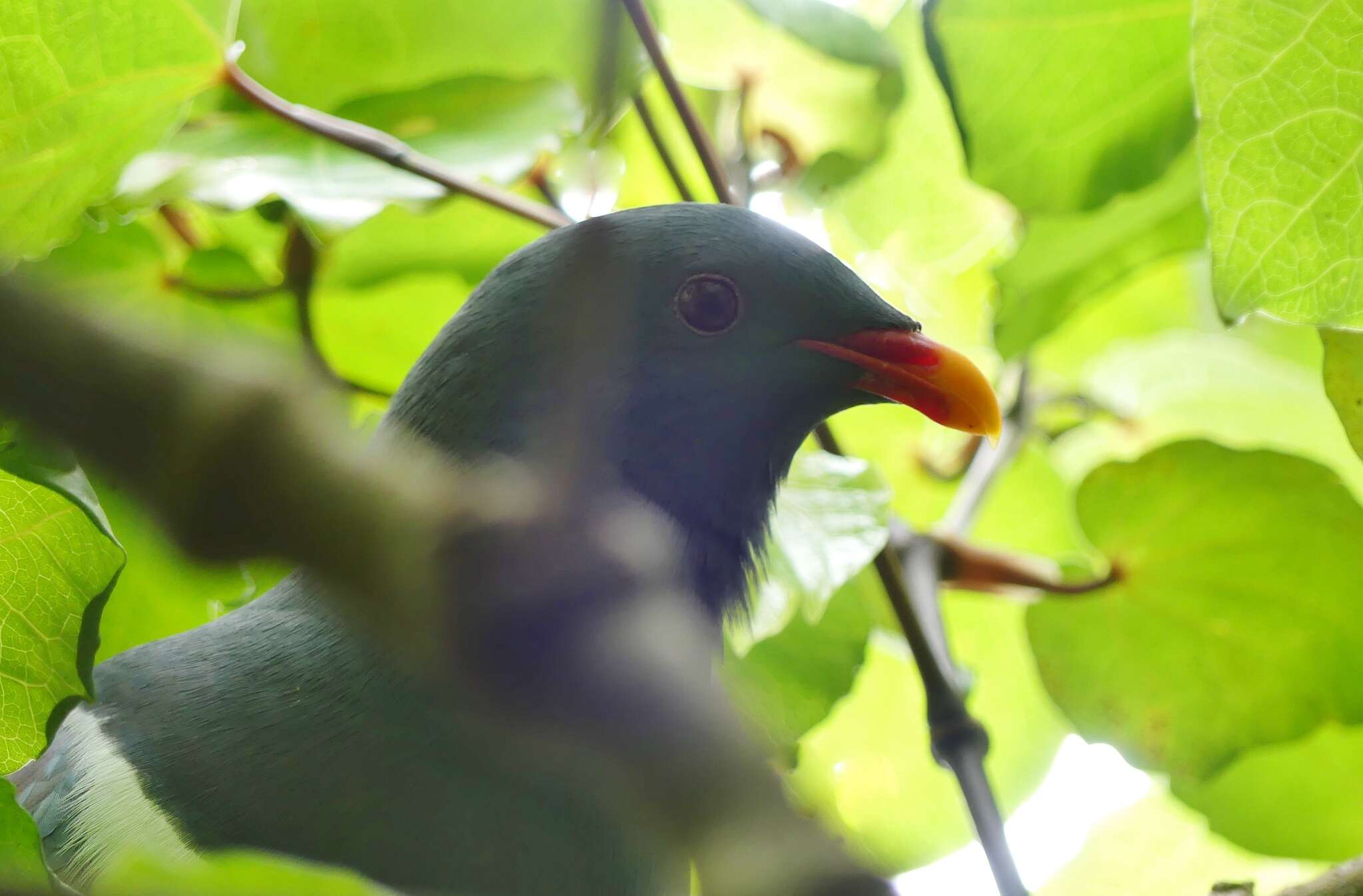 Image of Chatham Island pigeon