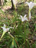 Image of Pineland Zephyr-Lily