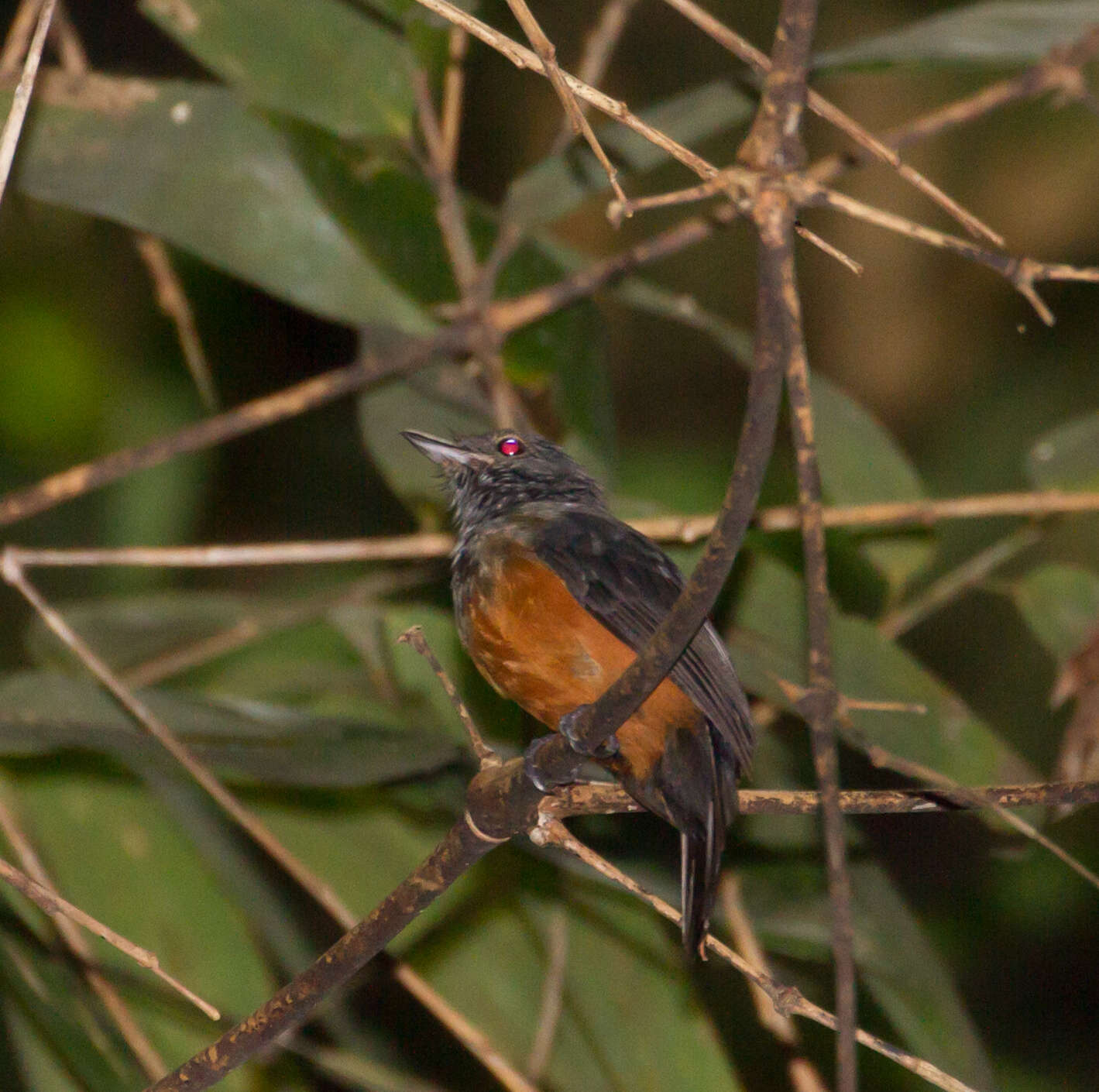 Image of Bluish-slate Antshrike