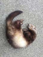 Image of western polecat, polecat