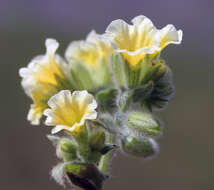 Image of Nonea alpestris (Stev.) G. Don fil.