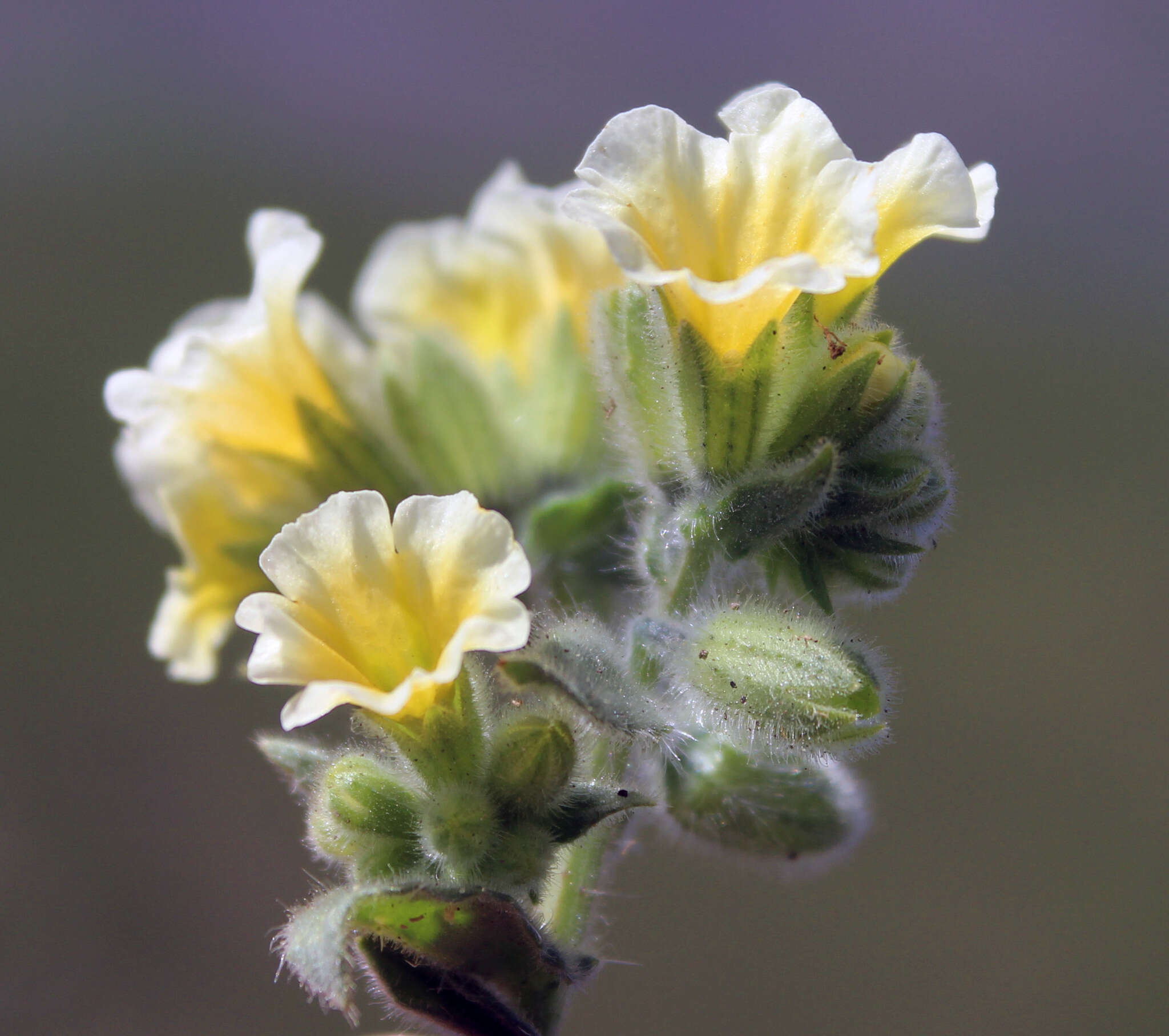 صورة Nonea alpestris (Stev.) G. Don fil.