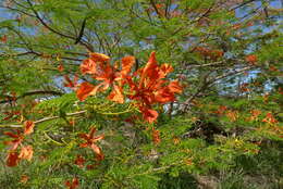 Image of Delonix regia (Bojer ex Hook.) Raf.