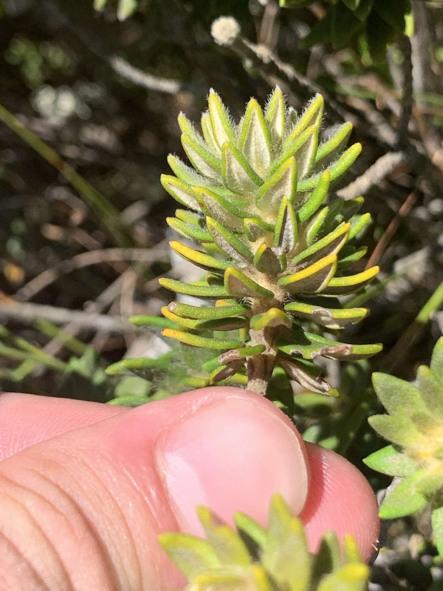 Image of Phylica dioica L.