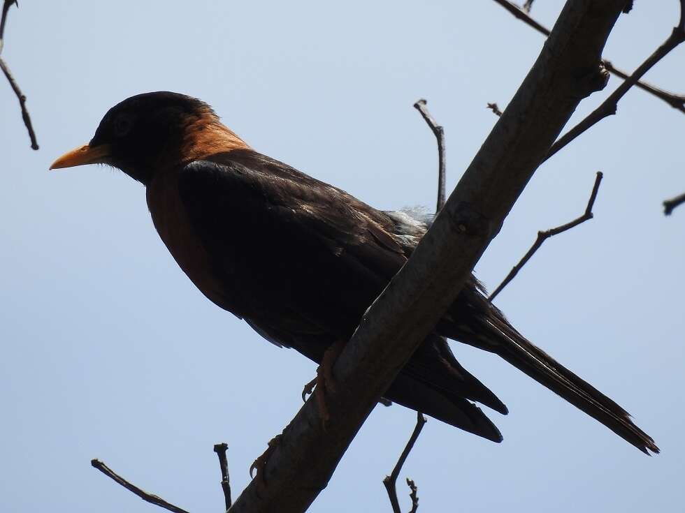 Image of Rufous-collared Robin