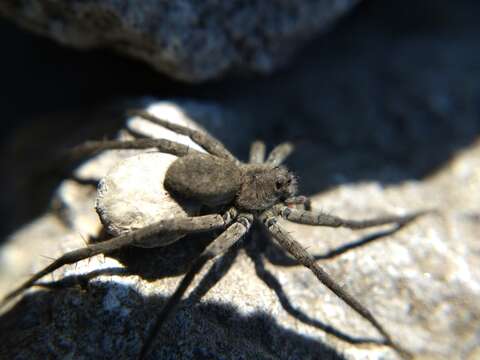 صورة Pardosa lapidicina Emerton 1885