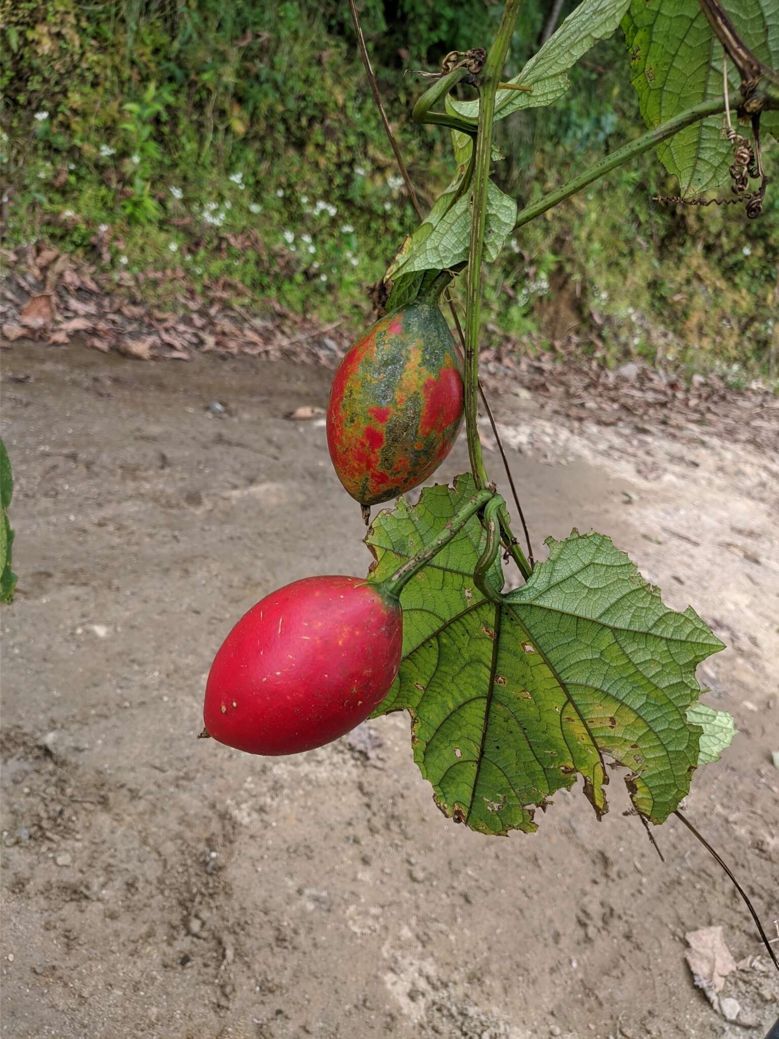 Image of Trichosanthes tricuspidata Lour.