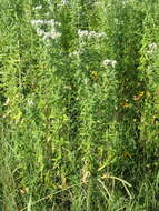 Image of whorled mountainmint