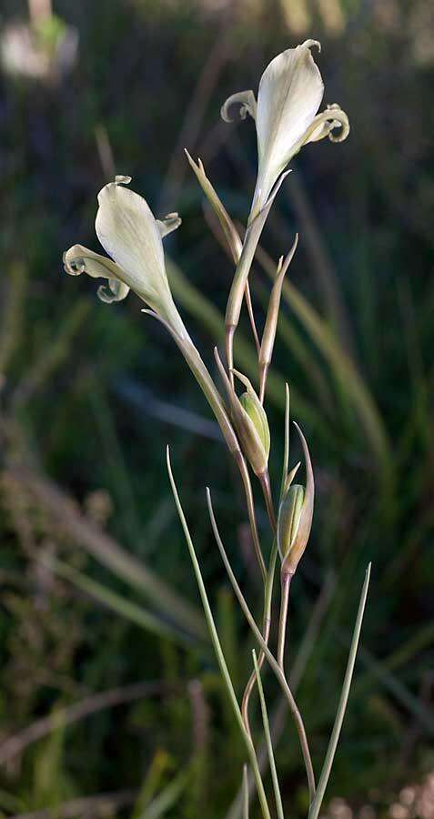 Imagem de Gladiolus recurvus L.