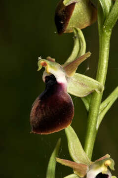 Слика од Ophrys sphegodes subsp. helenae (Renz) Soó & D. M. Moore
