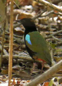 Image of Rainbow Pitta