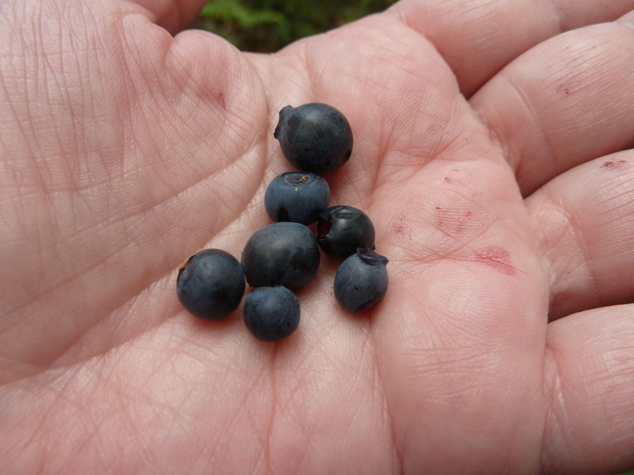 Image of Vaccinium myrtillus subsp. myrtillus