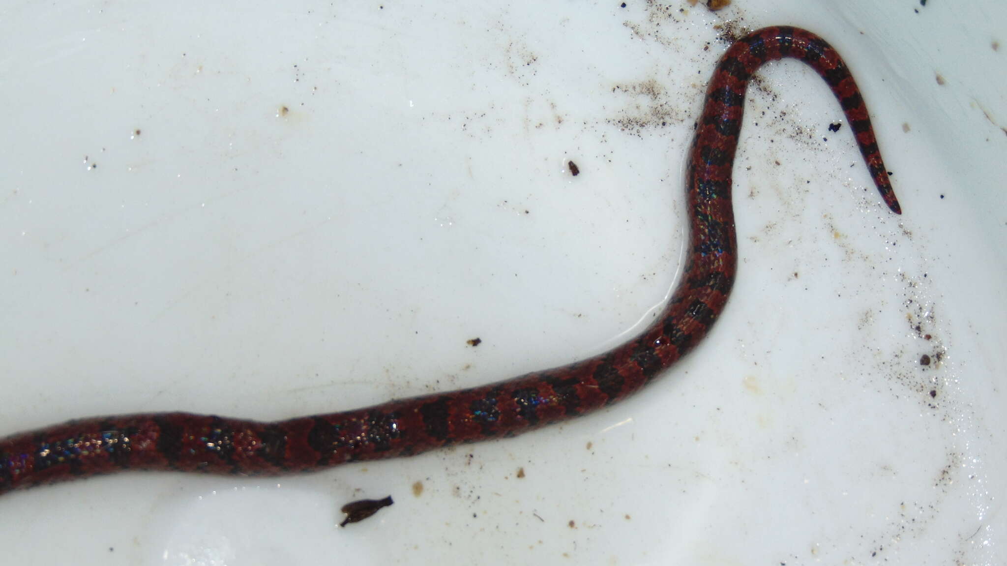 Image of Blotched Hooknose Snake