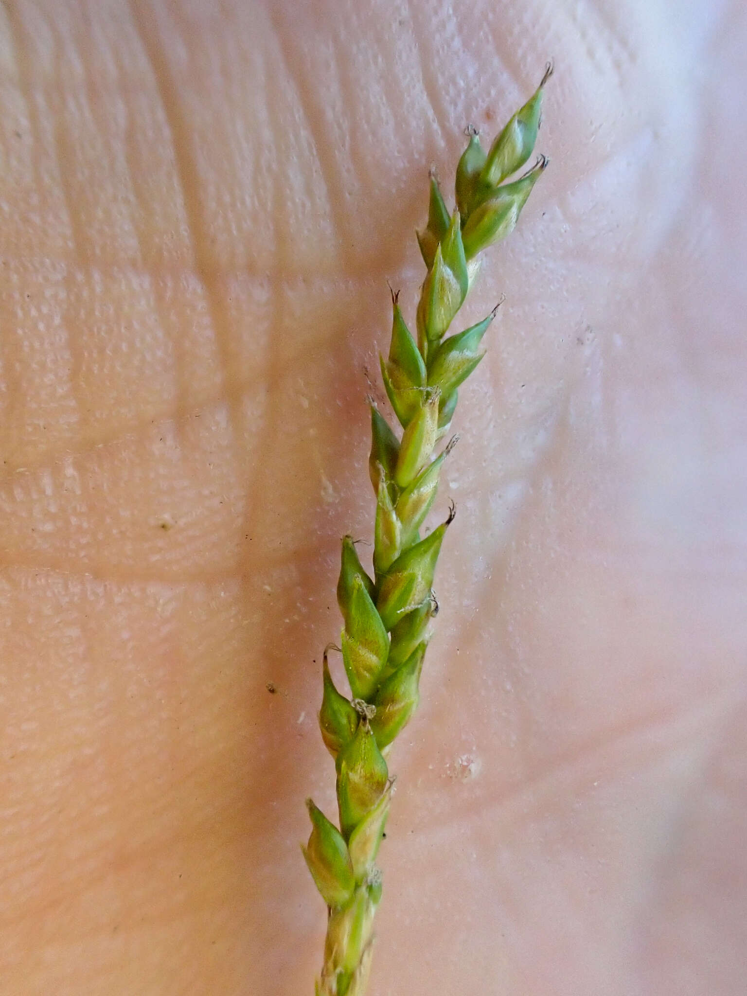 Image of Mendocino Sedge