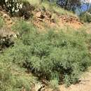 Image of milfoil wattle