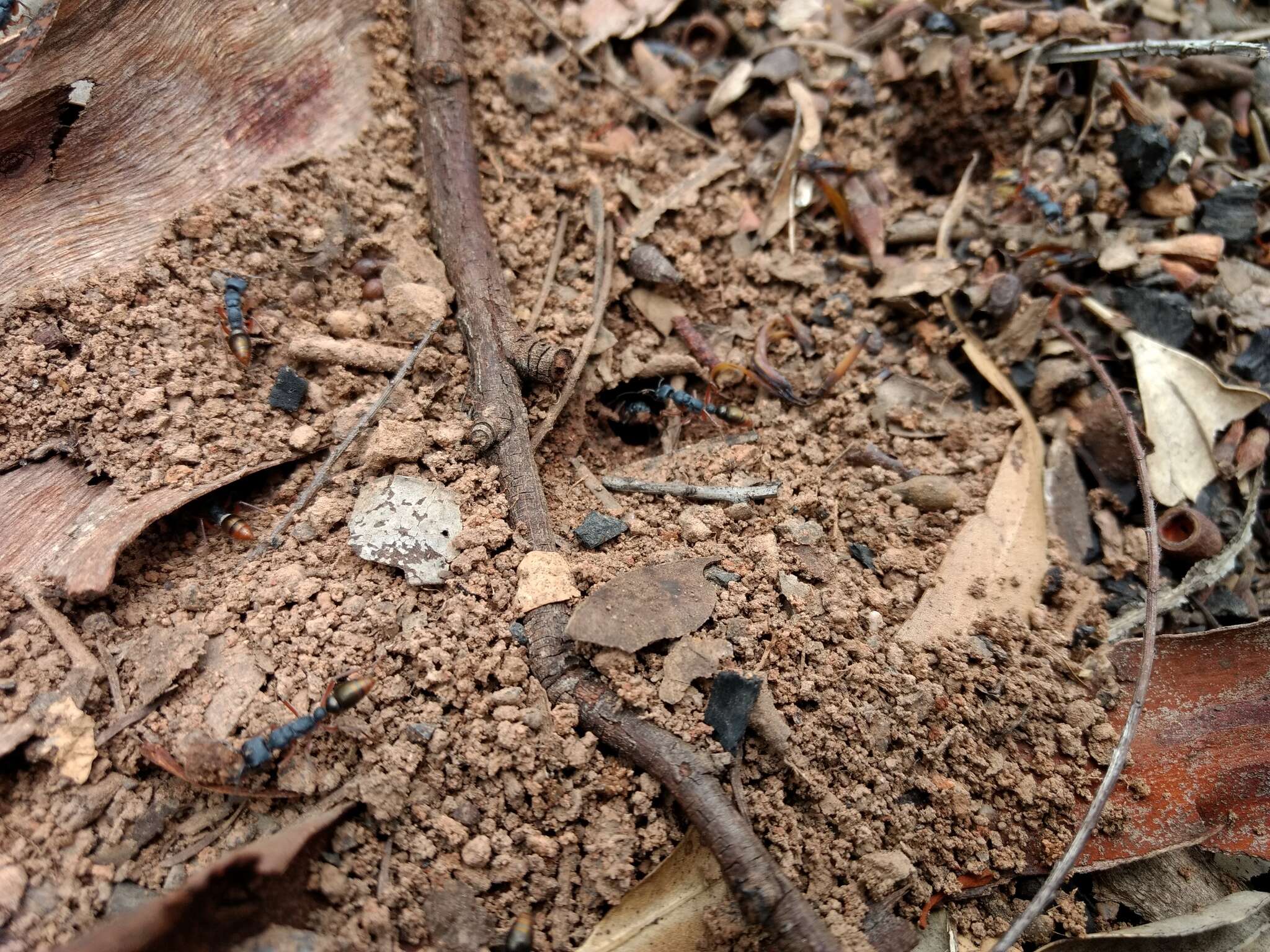 Image of Myrmecia fulviculis Forel 1913