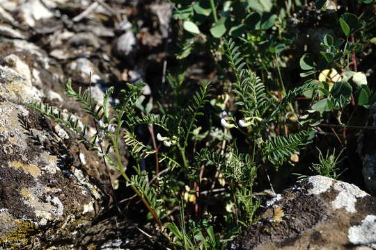 Image of blister vetch