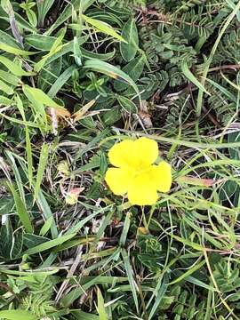 Image of Common Rock-rose