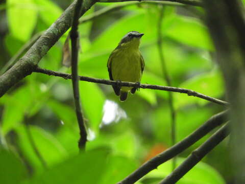 Image of Yellow-bellied Tyrannulet