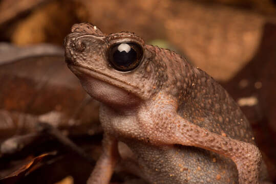 Ansonia leptopus (Günther 1872) resmi