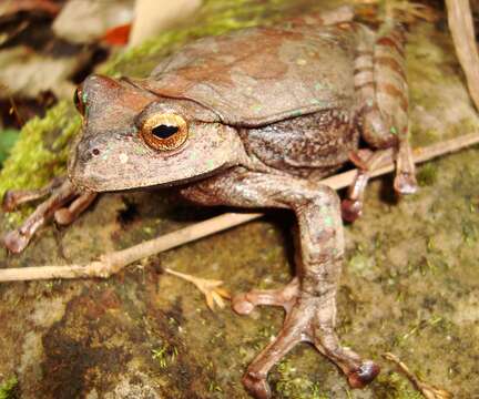 Imagem de Gastrotheca testudinea (Jiménez de la Espada 1870)