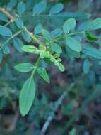 Image of Soft Boronia