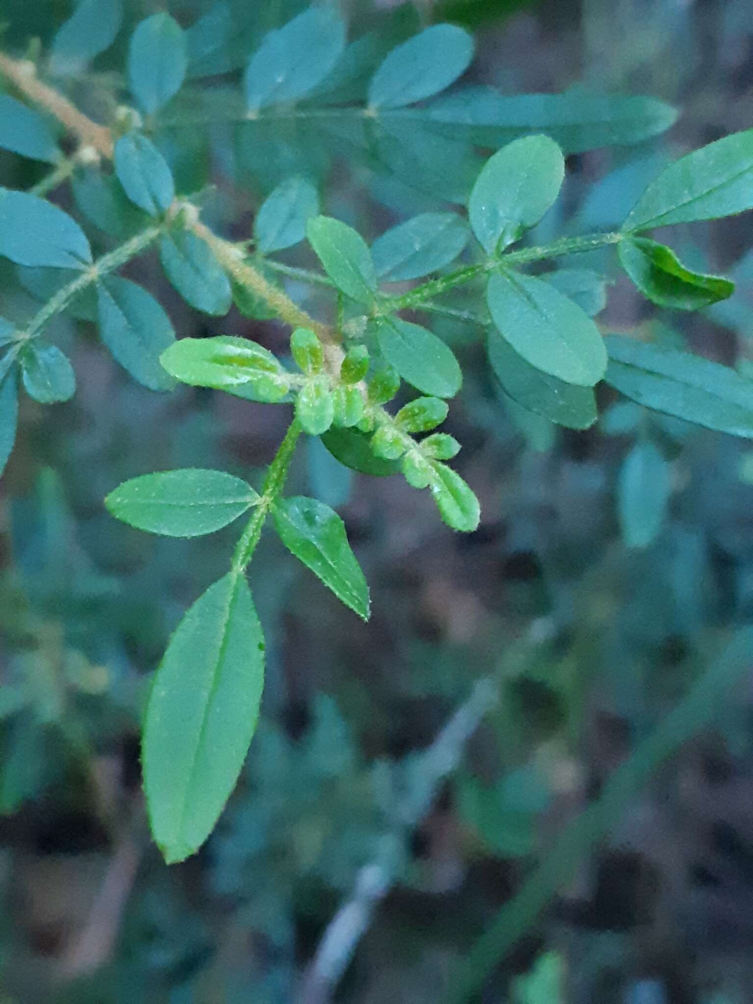 Image of Soft Boronia