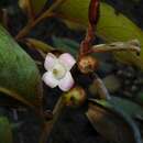 Diospyros macrocarpa Hiern的圖片