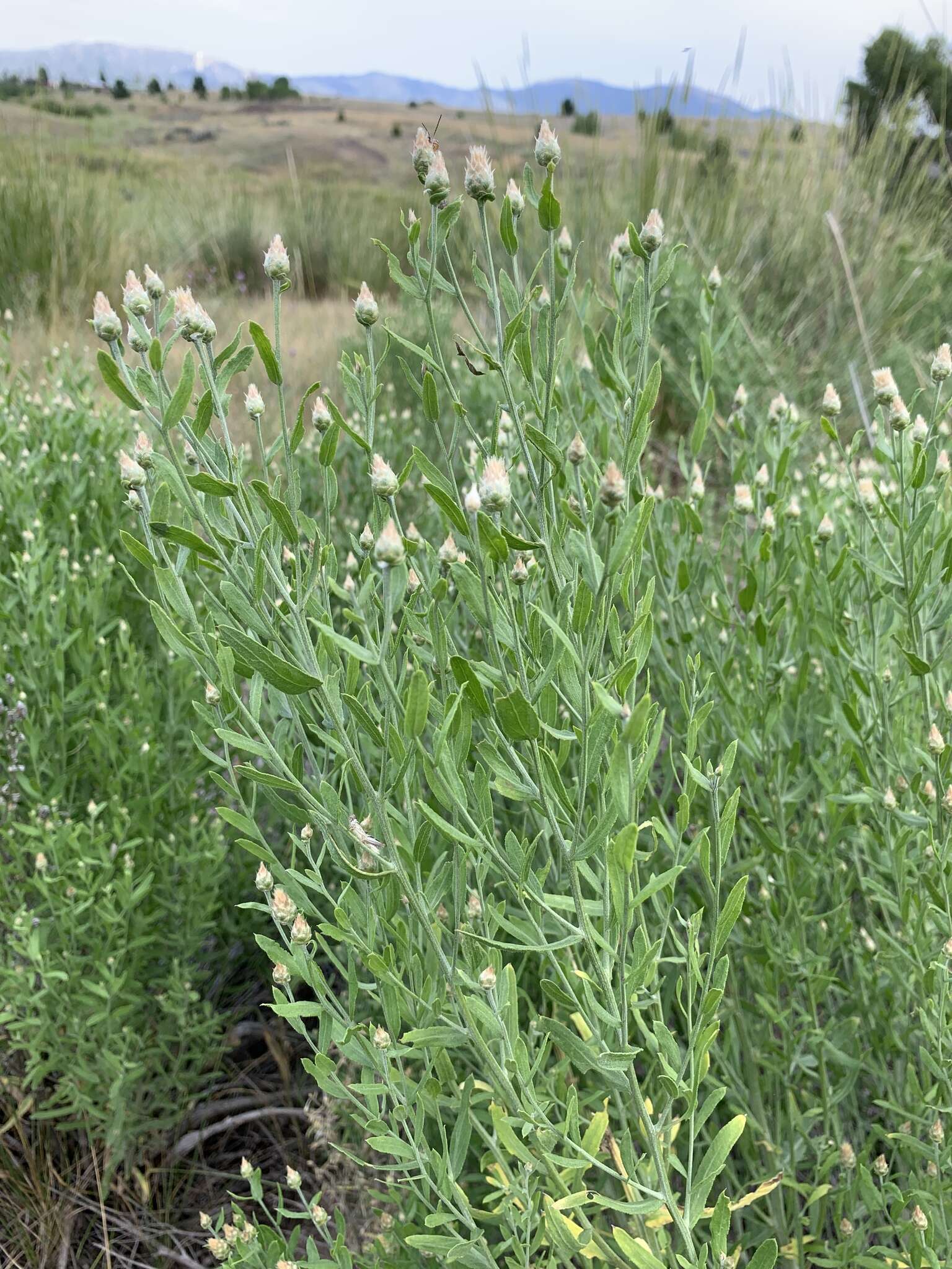 Image of Leuzea repens