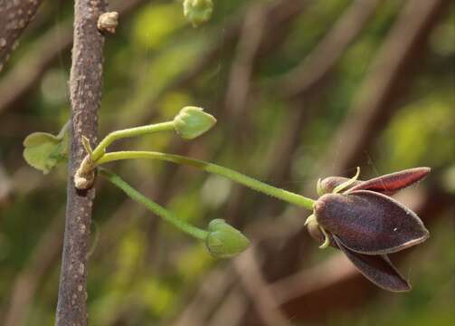 Image of Miliusa tomentosa (Roxb.) J. Sinclair