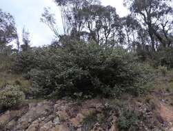 Image of Grevillea willisii R. V. Smith & Mc Gill.