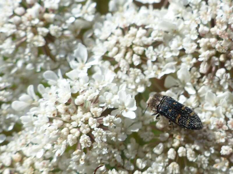 Image of Acmaeoderella flavofasciata flavofasciata